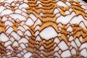 Conus textile, textile cone