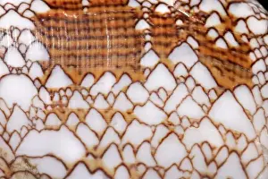 Conus textile, textile cone