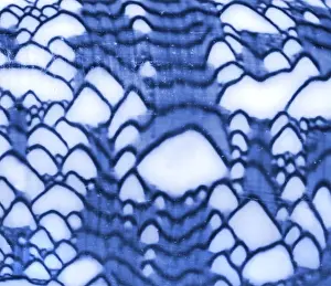 Conus textile, textile cone