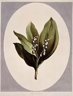 Convallaria magalis, lily-of-the-valley