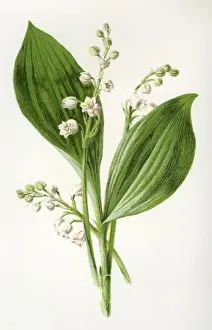 Convallaria Majalis