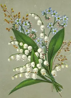Convallaria Majalis