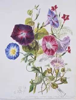 Solanales Prints: Convolvulaceae