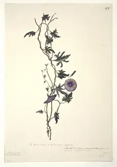 Solanales Prints: Convolvulus arvensis, field bindweed