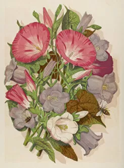 Cottage Collection: Convolvulus & C. Bell