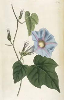 Convolvulus / Curtis