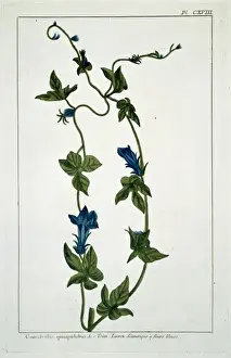 Solanales Prints: Convolvulus guinguelobus, binweed