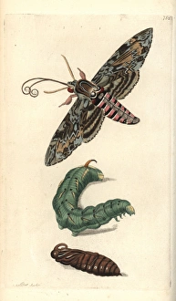 Pupa Collection: Convolvulus hawk-moth, Agrius convolvuli