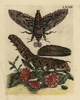 Caterpillar Collection: Convolvulus hawk-moth and bindweed