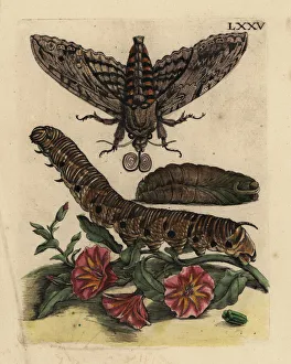 Pupa Collection: Convolvulus hawk-moth and bindweed