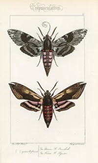 Alexis Collection: Convolvulus hawkmoth and privet hawkmoth