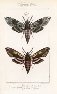 Alexis Collection: Convolvulus hawkmoth and privet hawkmoth