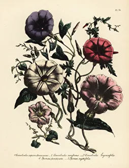 Convolvulus and Ipomaea species Convolvulus and Ipomaea species