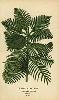 Cook pine, Araucaria columnaris