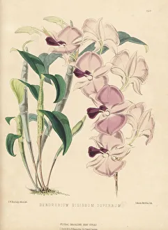 Volume 5 Prints: Cooktown orchid, Dendrobium bigibbum var. superbum, vulnerable