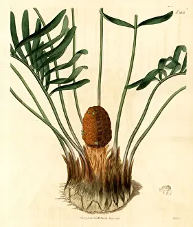 Curtis Prints: Coontie, Zamia pumila var. male