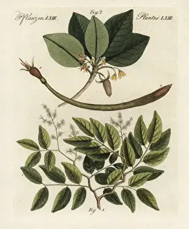Copaiba balsam and red mangrove