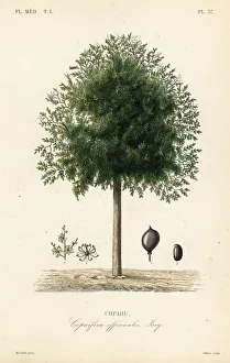 Copaiba tree, Copaifera officinalis Copaiba tree, Copaifera officinalis