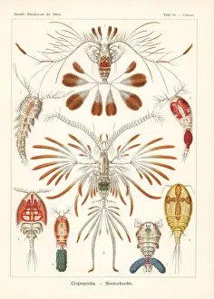 Glitsch Gallery: Copepod crustaceans