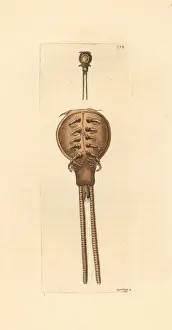 Thenaturalistsmiscellany Prints: Copepod fish parasite, Lepeophtheirus thompsoni