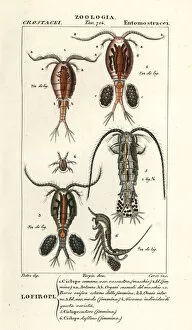 Crustacean Collection: Copepod species
