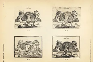 Anthonie Gallery: Copies of the white dodo by Salomon Savery