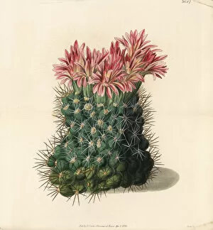 Flowering Gallery: Copious flowering mammillaria cactus, Mammillaria floribunda