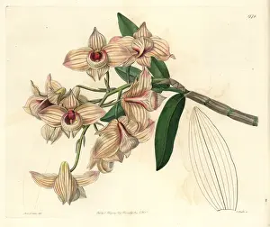 Sydenhamedwards Prints: Copper-coloured dendrobium orchid, Dendrobium moschatum