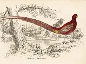 Copper pheasant, Syrmaticus soemmerringii