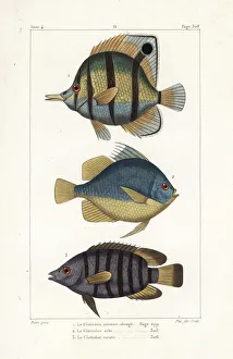 Germain Gallery: Copperband butterfly fish, Chelmon rostratus