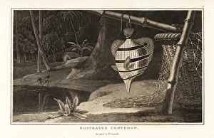 Bamboo Prints: Copperband butterflyfish hanging from a bamboo pole