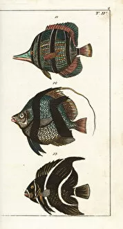 Angelfish Gallery: Copperband butterflyfish, pennant coralfish