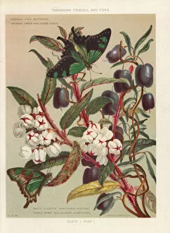 Images Dated 23rd July 2019: Copperleaf snowberry and purple apple-berry