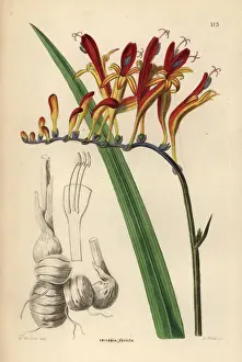 Coppertips or montbretia, Crocosmia fucata