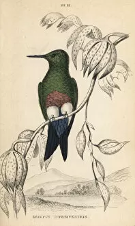 Threatened Collection: Coppery-bellied puffleg, Eriocnemis cupreoventris