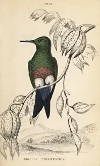 Coppery-bellied puffleg, Eriocnemis cupreoventris