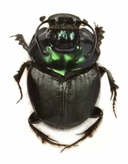 Scarab Gallery: Copris fallaciosus, Kenyan dung beetle