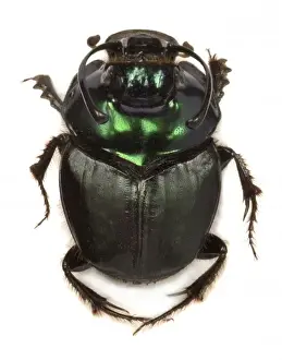 Metallic Prints: Copris fallaciosus, Kenyan dung beetle