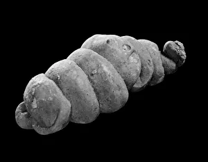 Dinosauria Collection: Coprolite, fossil dung