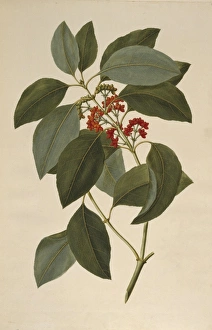 Coprosma australis Coprosma australis
