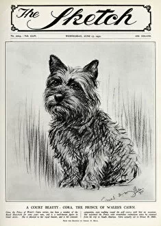 Sep18 Collection: Cora the Cairn Terrier belonging to the Prince of Wales