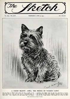 Sep18 Collection: Cora the Cairn Terrier belonging to the Prince of Wales
