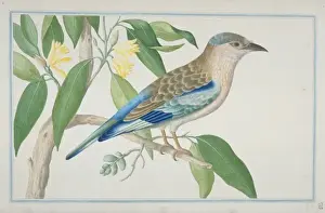 Loten Prints: Coracias benghalensis