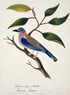 Coraciiformes Prints: Coracias benghalensis, Indian roller