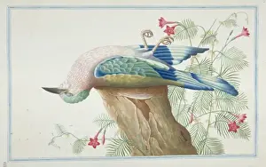 Coracias benghalensis, Indian Roller
