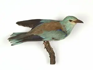 Coracias garrulus, European roller