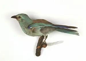 Coraciiformes Prints: Coracias garrulus, european roller