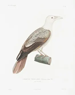Coraciiformes Prints: Coracias garrulus semenowi, European roller