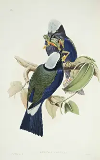 Coracias temminckii, purple-winged roller