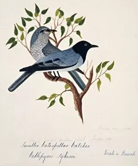 Margaret Bushby Lascelles Collection: Coracina melanoptera, black-headed cuckoo-shrike